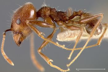 Media type: image;   Entomology 8871 Aspect: habitus lateral view